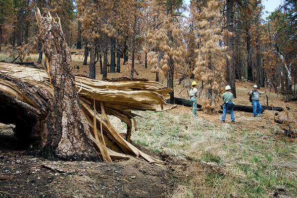U.S. Forest Service officials tour the post-Day Fire environment of Alamo Mountain. Photographed on assignment for The Wilderness...